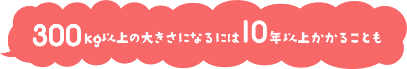 300kg以上の大きさになるには10年以上かかることも