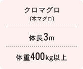 クロマグロ　体長3m 体重400kg以上