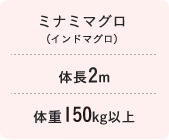 ミナミマグロ　体長2m 体重150kg以上