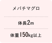 メバチマグロ　体長2m 体重150kg以上