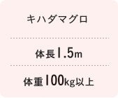 キハダマグロ　体長1.5m 体重100kg以上