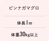 ビンナガマグロ　体長1m 体重30kg以上