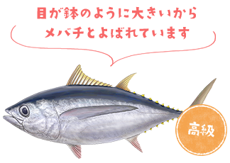 目が鉢のように大きいからメバチとよばれています