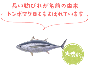 長い胸びれが名前の由来　トンボマグロともよばれています