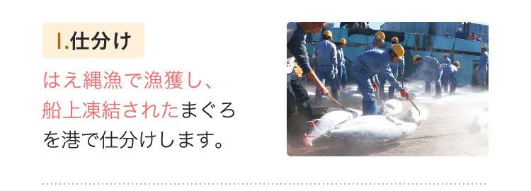 1.仕分け　はえ縄漁で漁獲し、船上凍結されたまぐろを港で仕分けします。