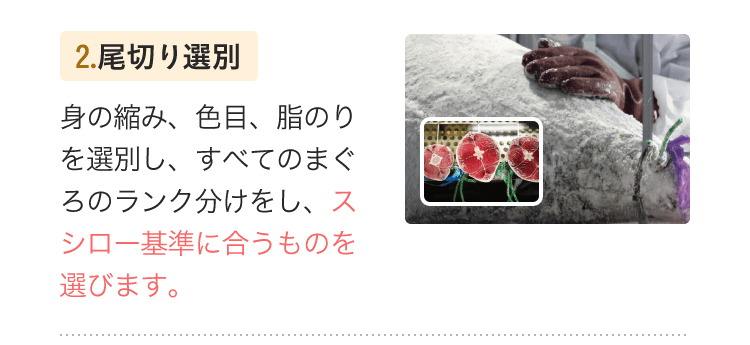 2.尾切り選別　身の縮み、色目、脂のりを選別し、すべてのまぐろのランク分けをし、スシロー基準に合うものを選びます。