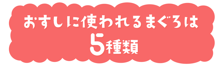おすしに使われるまぐろは５種類