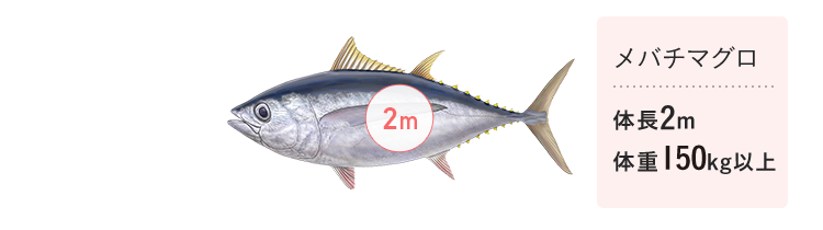 メバチマグロ　体長2m　体重150kg以上