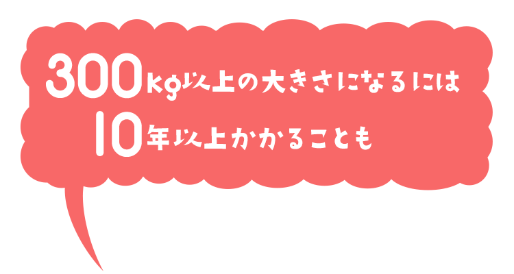 300kg以上の大きさになるには10年以上かかることも
