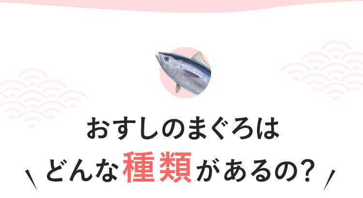 おすしのまぐろはどんな種類があるの？
