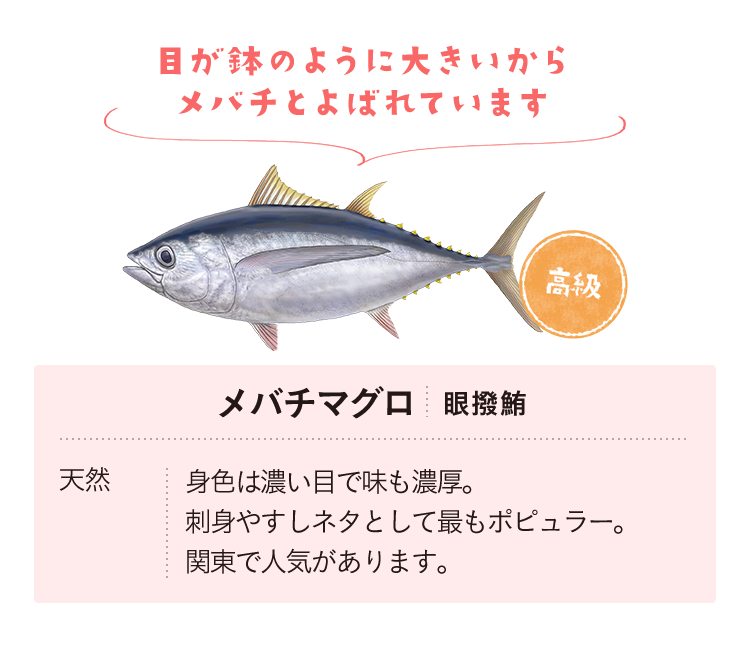 メバチマグロ　天然　身色は濃い目で味も濃厚。刺身やすしネタとして最もポピュラー。関東で人気があります。　目が鉢のように大きいからメバチとよばれています。