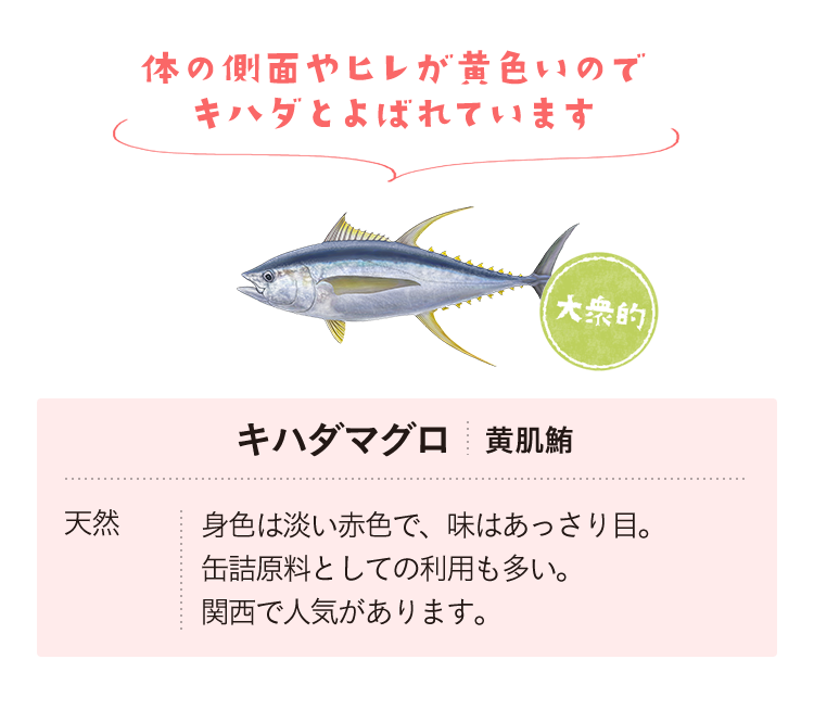 キハダマグロ　天然　身色は淡い赤色で、味はあっさり目。缶詰原料としての利用も多い。関西で人気があります。　体の側面やヒレが黄色いのでキハダとよばれています。