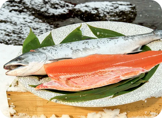 養殖のサーモンとクエのすし