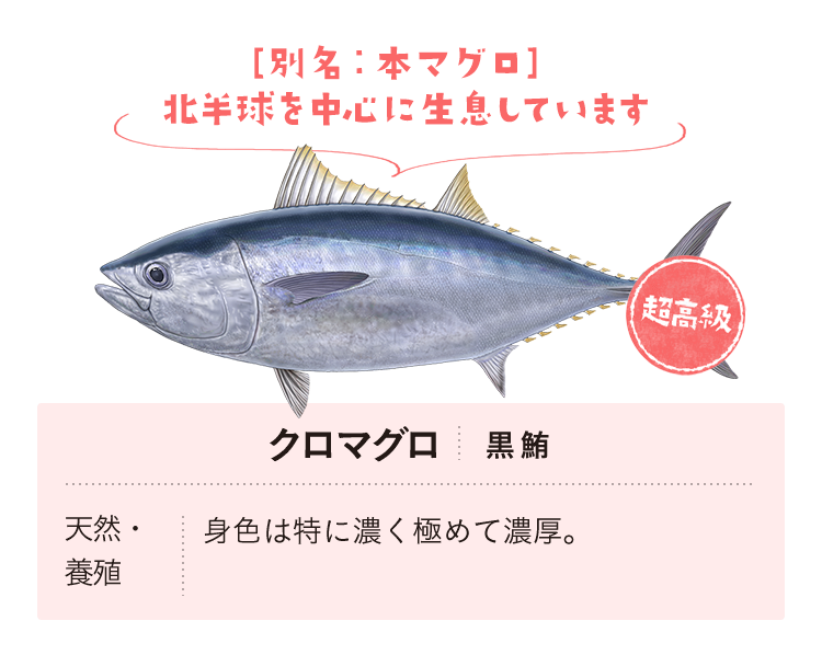 クロマグロ　天然・養殖　身色は特に濃く極めて濃厚。　[別名：本マグロ] 北半球を中心に生息しています