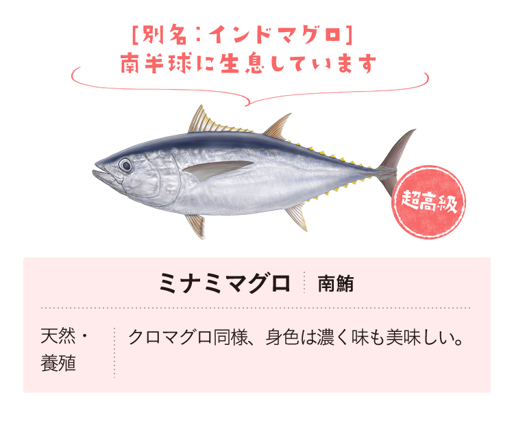 ミナミマグロ　天然・養殖　クロマグロ同様、身色は濃く味も美味しい。　[別名：インドマグロ] 南半球に生息しています。