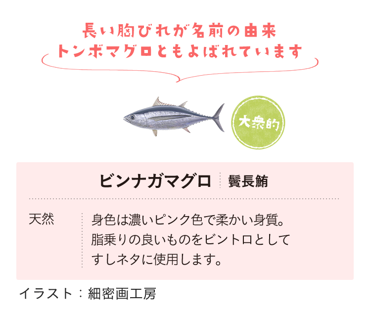 ビンナガマグロ　天然　身色は濃いピンク色で柔らかい身質。脂乗りの良いものをビントロとしてすしネタに使用します。